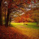 autumn-1072827_960_720