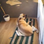 dog-791308_960_720
