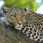 Capture d’écran 2020-09-29 à 12.35.50