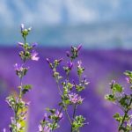 moustiers-sainte-marie-3764937