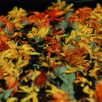 Capture d’écran 2021-05-31 à 20.59.27