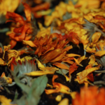 Capture d’écran 2021-10-08 à 14.39.35