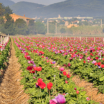 Capture d’écran 2022-03-07 à 19.34.54