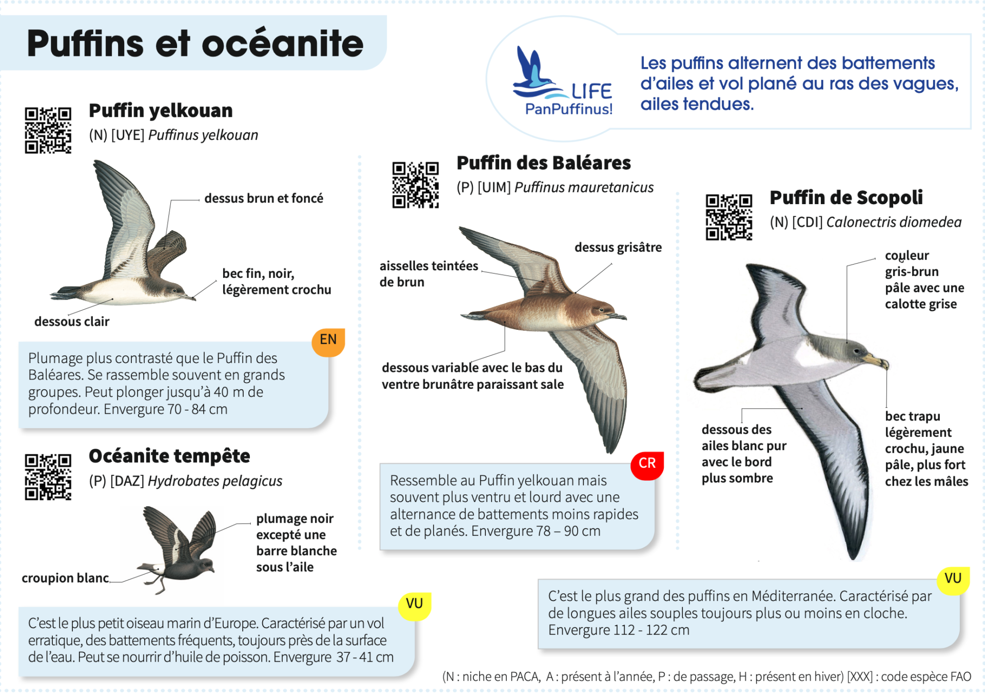 Lpo Un Guide D Identification D Oiseaux Marins De M Diterran E Destination Des P Cheurs Le