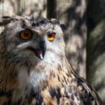 eagle-owl-5742304_1280