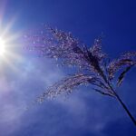 drought-5226296_1280