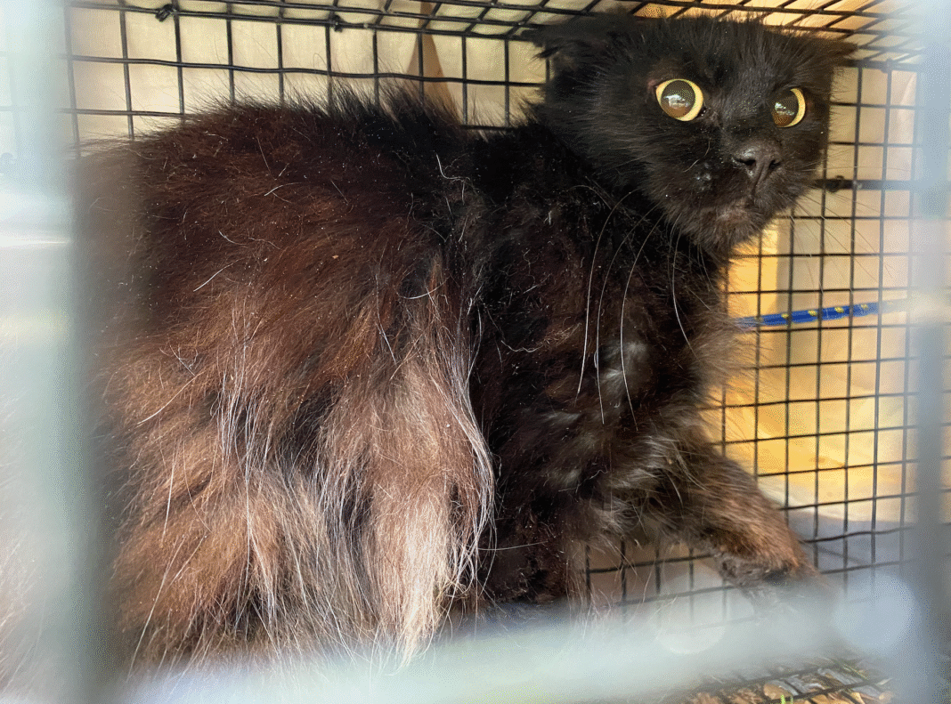 a82dbdb77d2967c2d403dbv_01244349